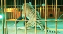 Tiger attack circus trainer video viral 