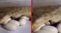 burmese-python-laying-eggs-viral-video