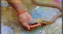 snake-drinks-water-from-human