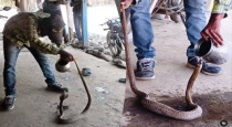 snake-rescue-water-video-viral-tamil