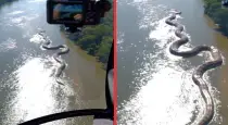 Giant-anaconda-swimming-in-amazon-river