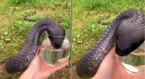 black-king-cobra-drinks-water-from-human-hands