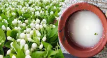 How-to-use-leftover-rice-for-jasmine-plant-growth