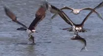 Eagle-hunts-large-fish-viral-video