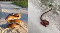 Corn-snake-viral-video-strike-defense