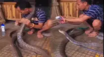 Venomous-cobra-shampoo-bath-viral-video-tamil