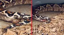 Snake-giving-birth-video-tamil