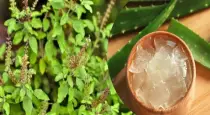 Aloe-vera-cool-fertilizer-for-tulsi-plant-summer-care