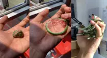 Viper-snakes-giving-birth-without-eggs-viral-video