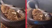 Snake-eats-itself-viral-video-tamil