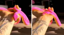 Colorful-snake-viral-video-on-social-media