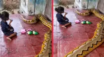 Reticulated-python-child-video-viral