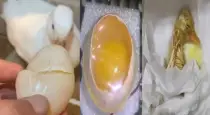 Broken-duck-egg-hatching-success