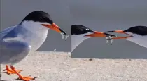 Bird-hunts-two-fish-gives-one-to-other
