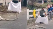 Snake-love-road-viral-video