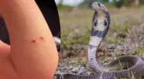 Snake-bite-treatment-tamil