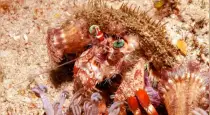 Animals-that-survive-without-water-or-food
