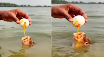 Fish-drinks-egg-in-water
