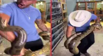 man-bitten-by-green-anaconda-video-viral