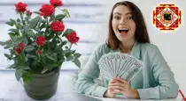 Vastu-benefits-of-rose-flower