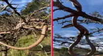 Amazing-twig-snake-rare-video-tamil
