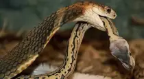 King-cobra-breeding-and-protection
