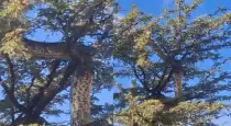 Giant-south-african-snake-tree-video