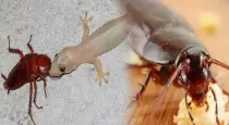 Natural-lizard-ant-repellent-kitchen-ingredients