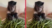 Monkey-working-video-viral