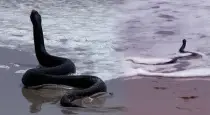Black-king-cobra-beach-video-viral