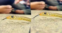 Terrifying-snake-tongue-video