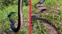 red-bellied-black-snake-australia-viral-video