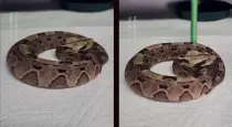 Gaboon-viper-attack-video-goes-viral