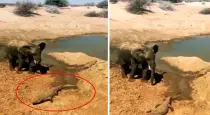Elephant-teases-crocodile-viral-video