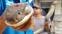 Giant-king-cobra-goes-viral-like-anaconda