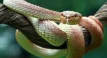 Plants-to-keep-snakes-away-home-tamil