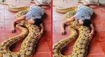 Man-sleeps-on-reticulated-python-video-goes-viral