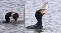 Heron-fails-to-catch-fish-video