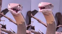 Viral-king-cobra-head-sway-video