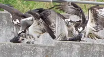 Eagle-fight-for-fish-hunting-scene