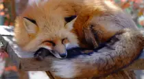 Fox-village-japan-travel-info