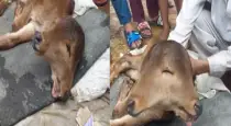 Rare-calf-with-two-heads-uttarpradesh