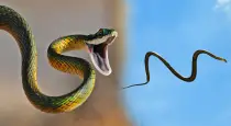 Flying-snakes-facts-asia-india