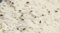 How-to-protect-rice-dal-from-insects-rainy-season