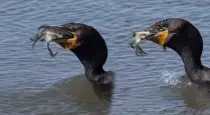 Black-gull-crab-hunting-video