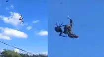 spider-captures-snake-viral-video