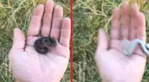 Egg-eater-snake-self-defense-video