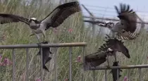 Eagle-fight-for-fish-viral-video