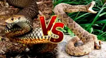 Deadly-russell-viper-facts