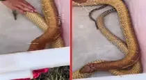 Man-bathes-king-cobra-viral-video